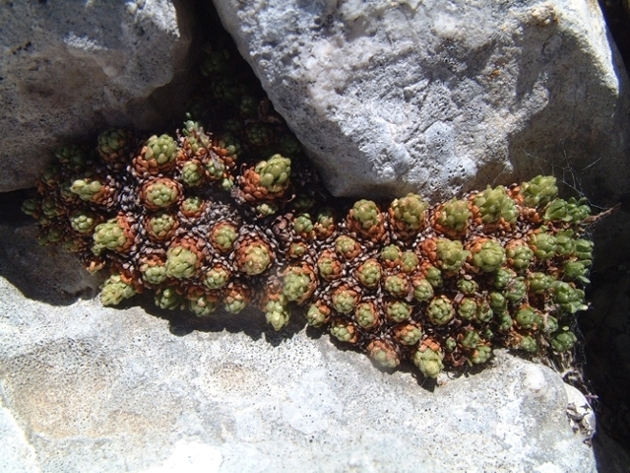 Saxifraga exarata subsp. ampullacea /  Sassifraga del Gran Sasso